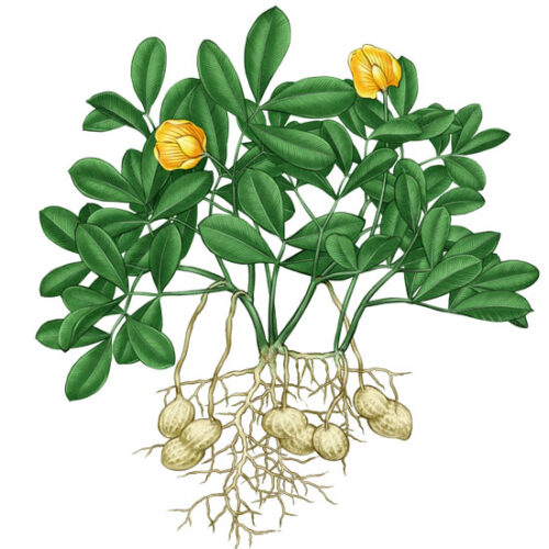 All About Growing Peanuts – Mother Earth News